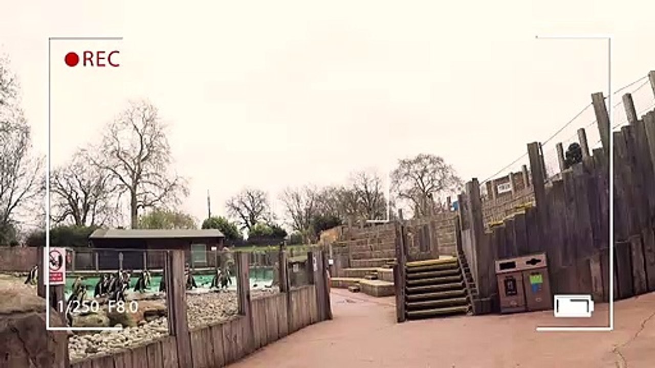 It's World Penguin day!