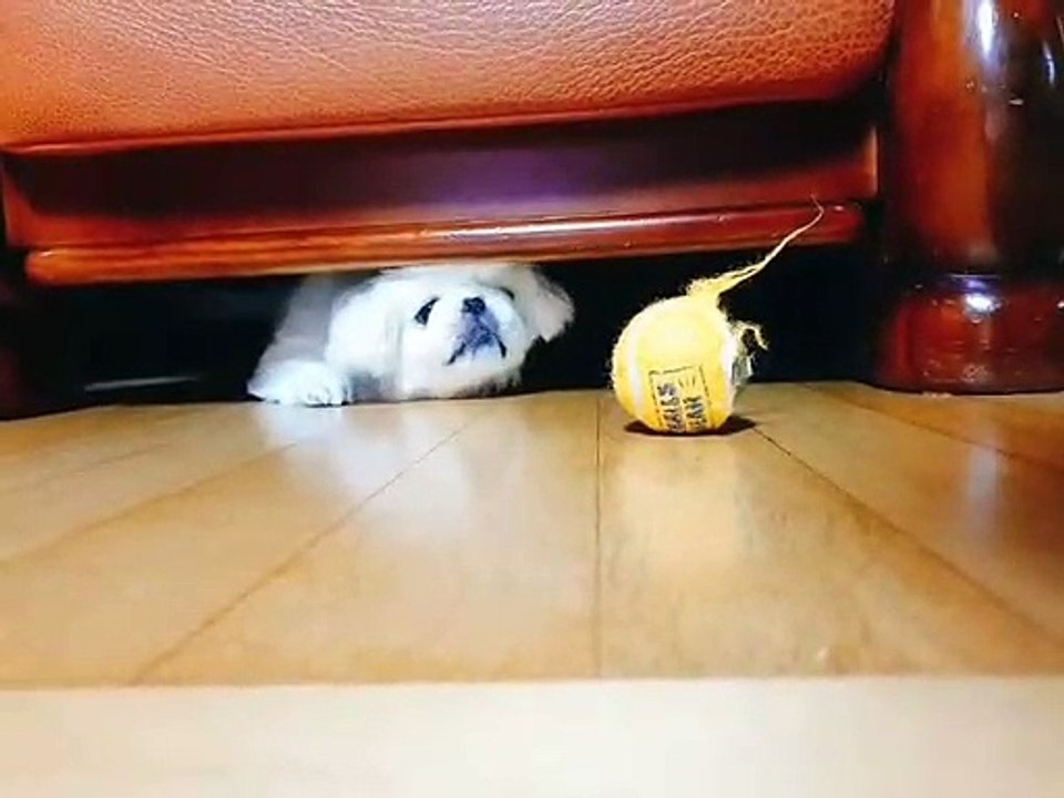 Quand un chiot tout mignon a peur d'une balle de tennis. Trop drôle !