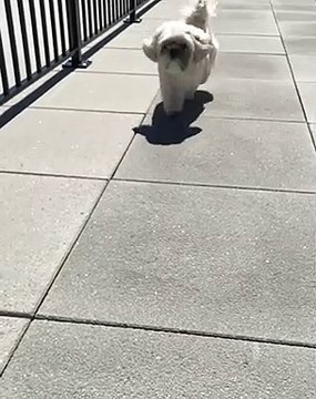 Admirez la magnifique fourrure de ce chiot. Époustouflant !