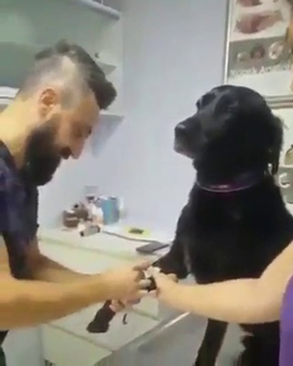 Le chien le plus courageux