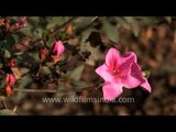 Flowering shrubs - Azaleas...