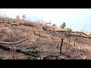 Deforestation for Jhum cultivation in Reiek, Mizoram
