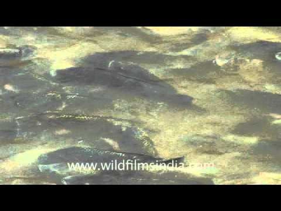 Splashing fins: Fish of God, Nageshwar Temple - Dwarka