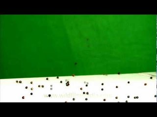 Falling black peppers!