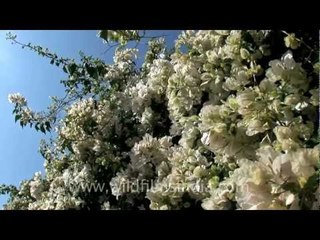 Bunches of bougainvillea flowers in Aizawl, Mizoram