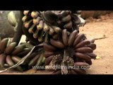 Go...South Indian bananas!!!!!