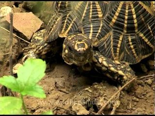 Shady Indian star tortoise