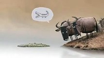 idiot bull - funny video 2019