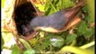 Birds feeding babies : Ashy Wren Warbler at nest!