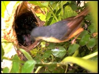 Birds feeding babies : Ashy Wren Warbler at nest!