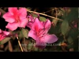 Azaleas of Kohima!