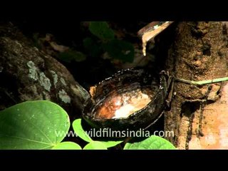 Latex collection from a tapped rubber tree