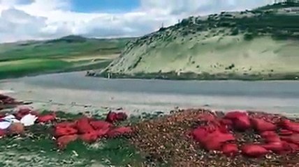 Tonlarca soğanı çürümeye bıraktılar