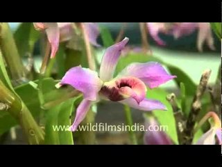 Prayer flags and orchids in Thimphu