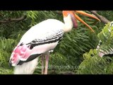 Painted Storks nesting...