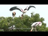 Painted storks sitting on a tree