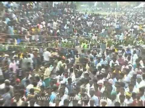 Run Ranga Run! This angry Bull is chasing us...