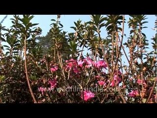 Kohima's floral gifts such as these giant Azalea shrubs!