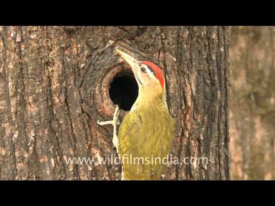 Scaly bellied Woodpecker or Picus squamatus