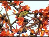 Sehmul or Silk Cotton tree with Rose-ringed Parakeet eating its flowers