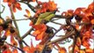 Sehmul or Silk Cotton tree with Rose-ringed Parakeet eating its flowers