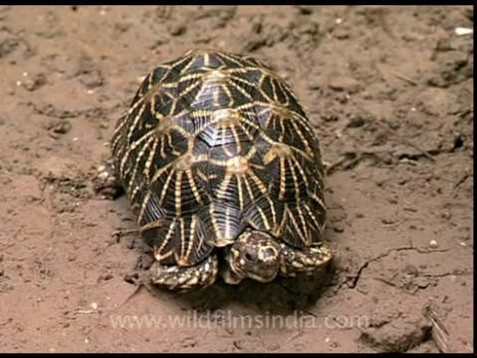 How fast can a Star Tortoise walk?