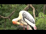 Painted Storks resting on a Neem tree!
