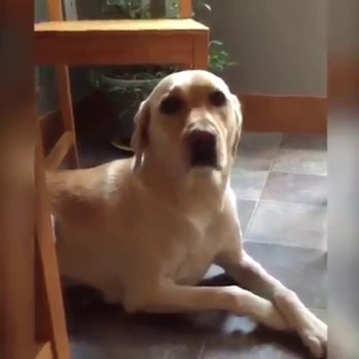 Meilleures Chiens et chats drôles