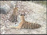 Striped felines roam wild in Kanha