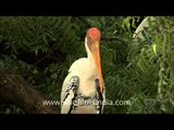 A pair of Painted Stork!!