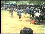 Bull taming at Jallikattu, during Pongal!