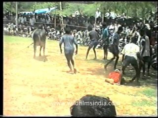Bull taming at Jallikattu, during Pongal!