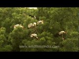 Painted storks holding on tight to brave the winds!