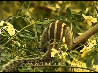 Squirrel on a Moringa tree says - "Catch me if you can!"