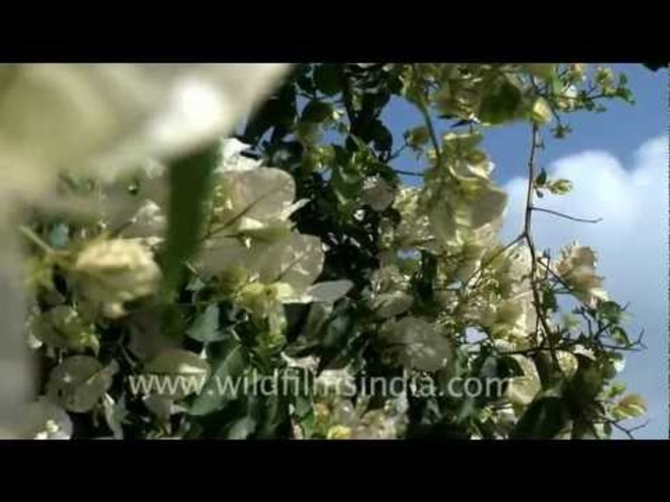 Crispy white Bougainvilleas of Aizawl, Mizoram