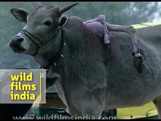Cow with SIX LEGS??? Only in India!