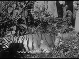 Tiger hunted down and killed : British shikaris in India