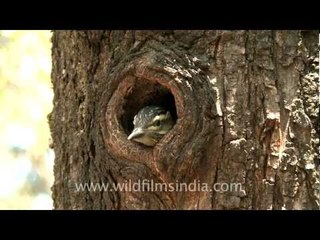 Young chick peering out of nest hole!