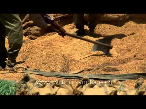 Rotten wheat in open godowns of FCI in Punjab
