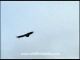 Himalayan Griffon Vultures circling overhead!