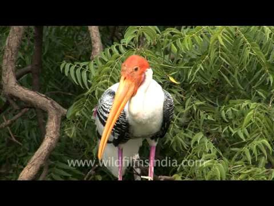 The colourful Painted stork