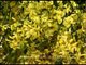Yellow Indian Kachnar flower in full bloom!!!