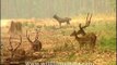 Chital or Axis deer at forest edge