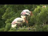 Painted storks of Bhavnagar