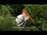 Wading birds - Painted Storks!