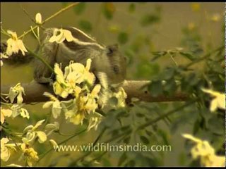 Cute little squirrel hopping on a tree!!!