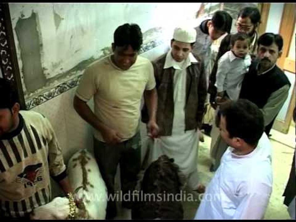 Goat sacrifice on Eid!!