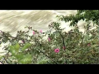 Bumthang valley with its rushing pure waters