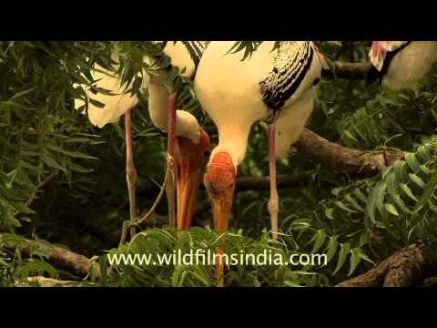 Painted storks flock together in Bhavnagar