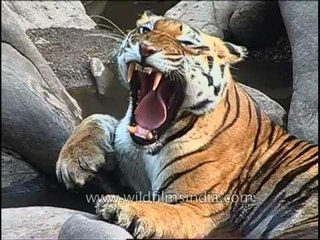 One yawn after another - Kanha tiger feels sleepy!